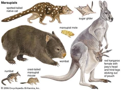 marsupial animal names.